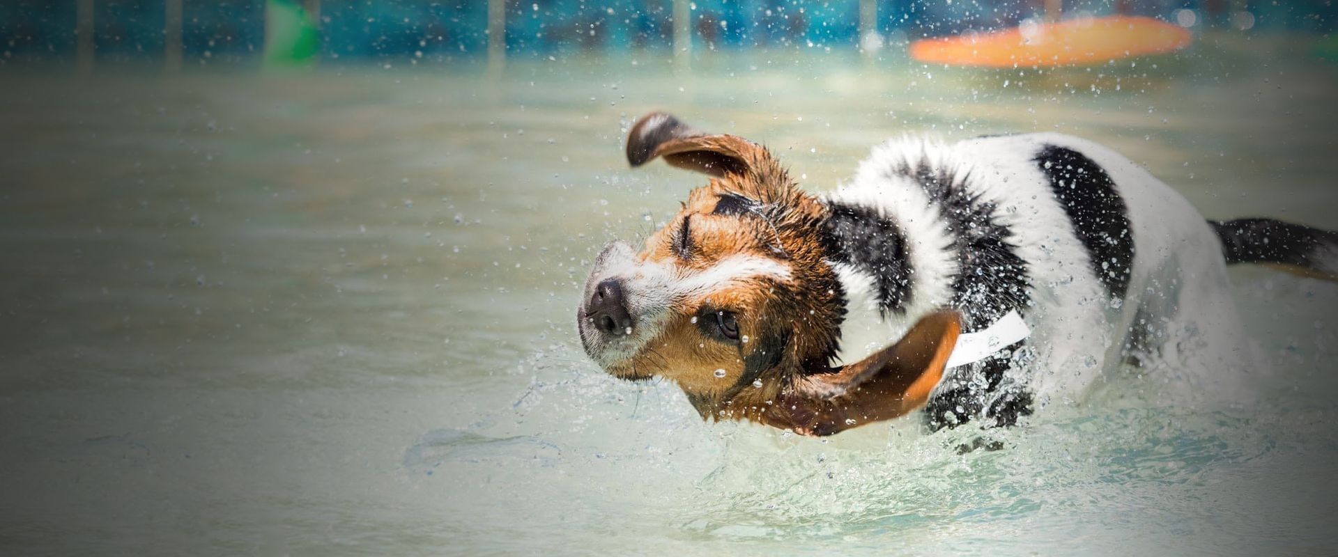 dog shaking in a pool