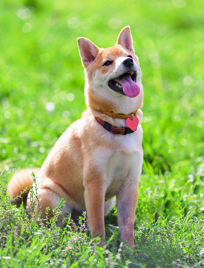 smiling shiba inu dog sitting on green grass