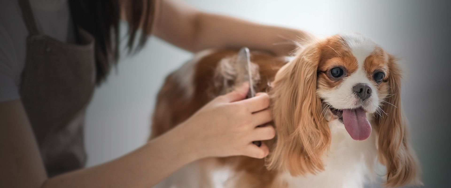 pet groomer brushing dog