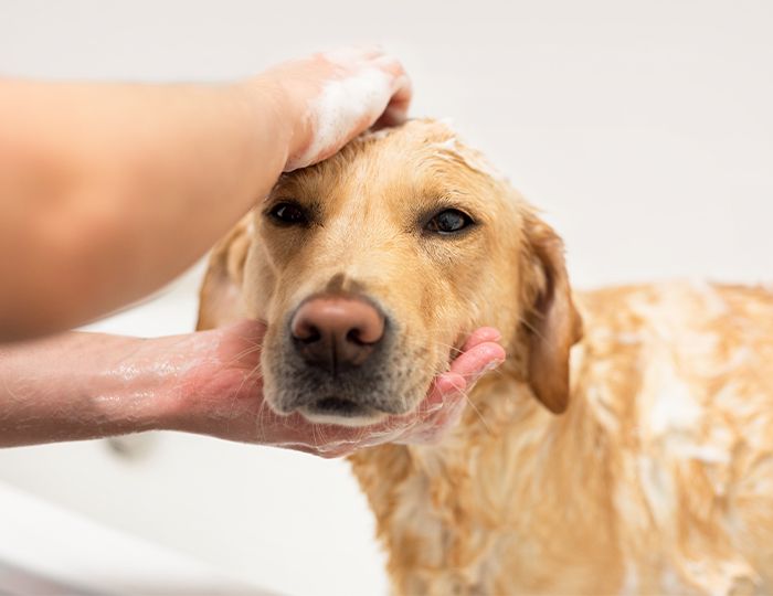 woman bathing golden retriever dog
